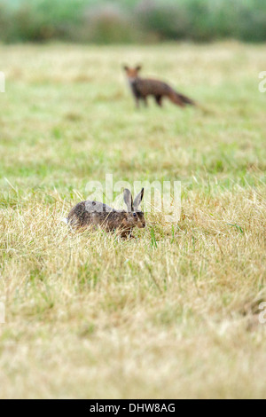 Pays-bas, 's-Graveland, jeune renard roux à la recherche à Rabbit Banque D'Images