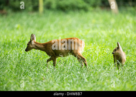 Pays-bas, 's-Graveland, domaine rural appelé Hilverbeek. Les chevreuils Banque D'Images