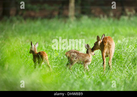 Pays-bas, 's-Graveland, domaine rural appelé Hilverbeek. Les chevreuils Banque D'Images