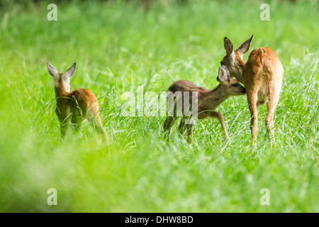 Pays-bas, 's-Graveland, domaine rural appelé Hilverbeek. Les chevreuils Banque D'Images