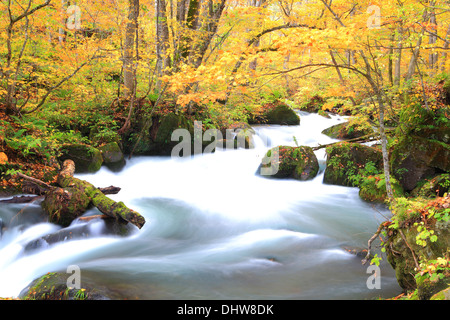 Couleurs d'automne d'Oirase Stream, d'Aomori, Japon Banque D'Images