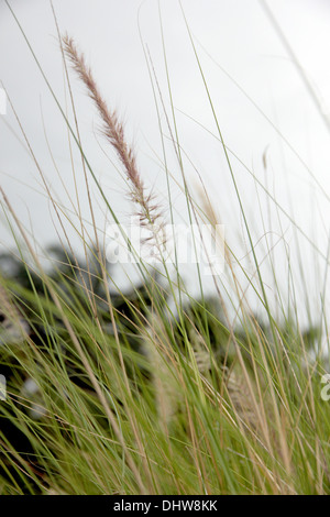 Le Jardin Domaine de poaceae herbe en soirée. Banque D'Images