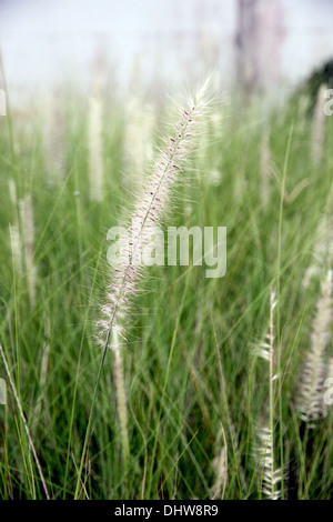 Le Jardin Domaine de poaceae herbe en soirée. Banque D'Images