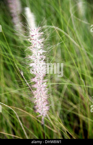 Le Jardin Domaine de poaceae herbe en soirée. Banque D'Images