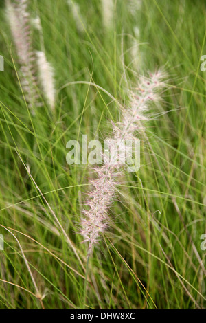 Le Jardin Domaine de poaceae herbe en soirée. Banque D'Images