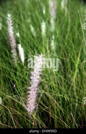 Le Jardin Domaine de poaceae herbe en soirée. Banque D'Images