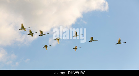 Pays-bas, Loosdrecht, Troupeau de cygnes tuberculés voler. Vue panoramique Banque D'Images