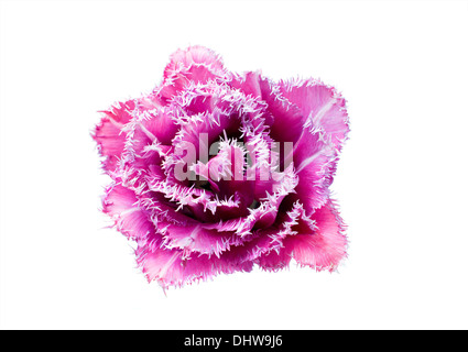Terry frangé tulipe rose se trouve sur un fond blanc Banque D'Images