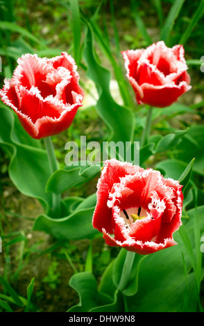 Tulipes rouges à franges 'Canasta' Banque D'Images