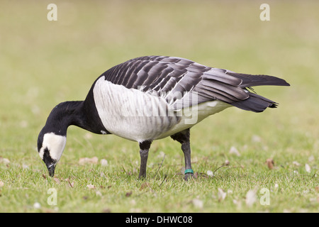 Bernache nonnette (Branta leucopsis) Banque D'Images