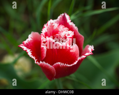 Tulipes rouges à franges 'Canasta' Banque D'Images