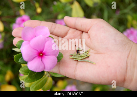 La semence de Catharanthus roseus dans la main,il a été utilisé pour la propagation. Banque D'Images