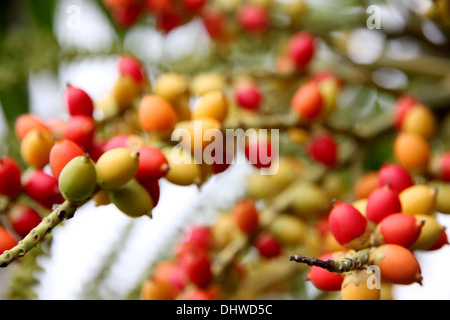 Areca catechu Zoom arbre et les fruits ont coloré. Banque D'Images