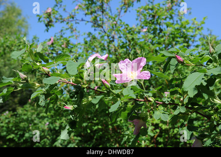 Prairie rose Banque D'Images