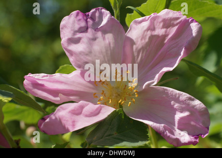 Prairie rose Banque D'Images