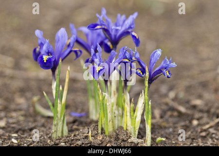 Feuilles d'iris (Iris reticulata) Banque D'Images