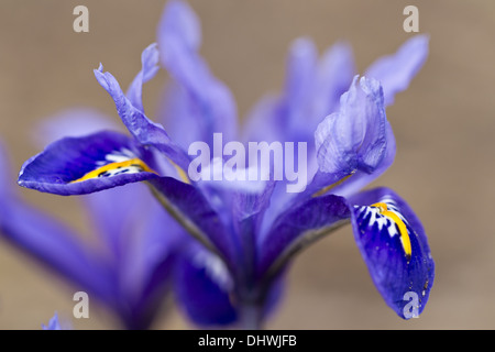 Feuilles d'iris (Iris reticulata) Banque D'Images