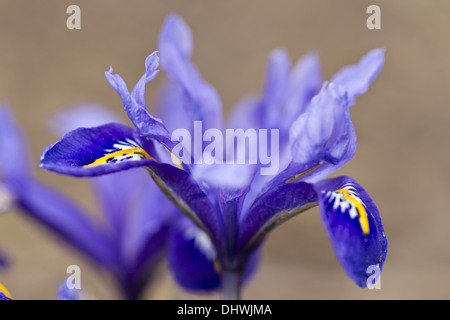 Feuilles d'iris (Iris reticulata) Banque D'Images