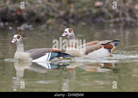 Oies du Nil (Alopochen aegyptiacus) Banque D'Images