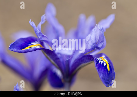 Feuilles d'iris (Iris reticulata) Banque D'Images