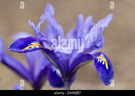 Feuilles d'iris (Iris reticulata) Banque D'Images