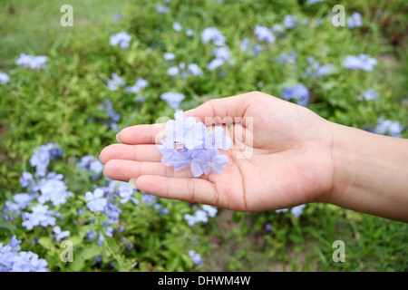 La photo fleurs violettes dans l'arrière-cour sur la main. Banque D'Images