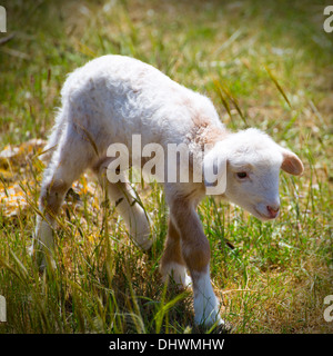 L'agneau nouveau-né bébé Mouton debout marcher on Green grass field Banque D'Images