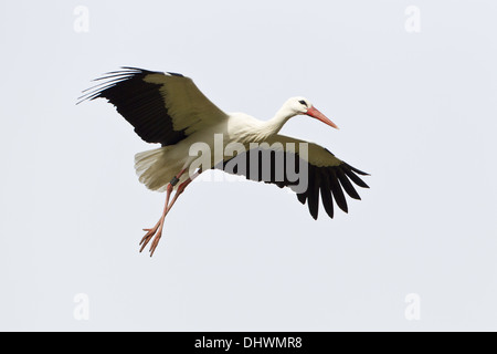 Cigogne Blanche (Ciconia ciconia) Banque D'Images