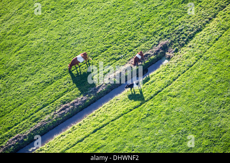 Pays-bas, Loenen. Les vaches bâchés. La mère et les veaux. Vue aérienne. L'automne Banque D'Images