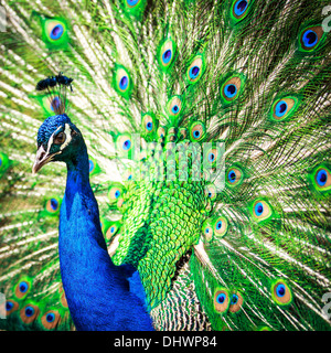 Avec des plumes de paon magnifique (Pavo cristatus) (shallow DOF ; couleur tonique libre) Banque D'Images