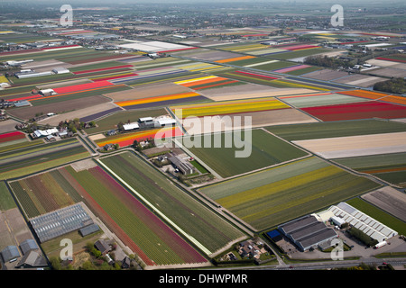 Pays-bas, lisse, champs de tulipes, aerial