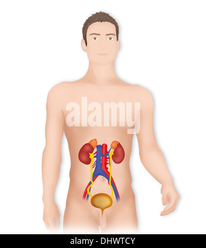 Anatomie DES VOIES Banque D'Images