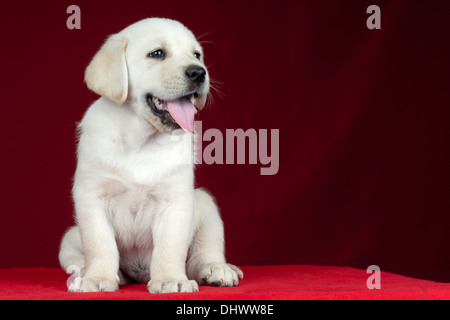 Chiot Labrador Retriever sur fond rouge avec l'espace pour le texte. Banque D'Images