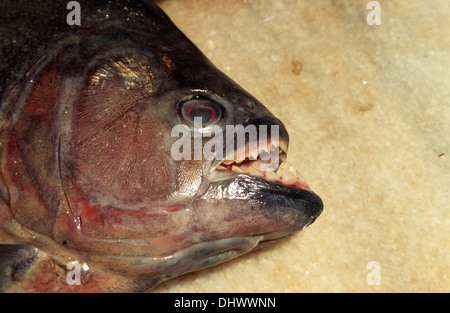 Détail d'un poisson piranha, Manaus, etat de l'Amazonas, Amazonie, Brésil, Amérique du Sud Banque D'Images