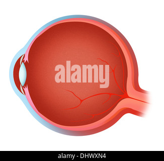 ANATOMIE, OEIL Banque D'Images