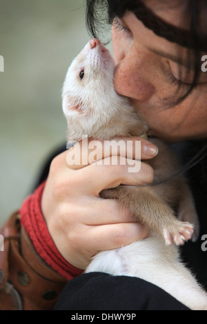 Little girl hugging a Ferret. Banque D'Images