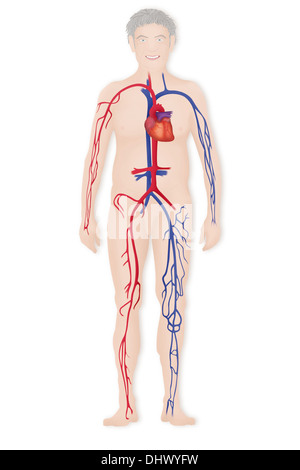 La circulation du sang, ILLUSTRATION Banque D'Images
