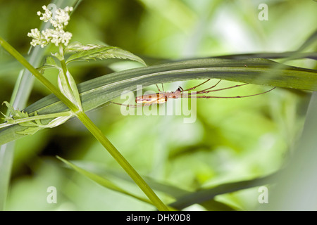 Une araignée plate, Tetragnatha extensa Banque D'Images