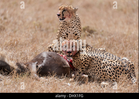 Deux hommes Guépard ,dans ce cas rapidement frères se nourrissent des jeunes Wildebeast qu'ils ont tout juste réussi à chasser et tuer dans Ken Banque D'Images