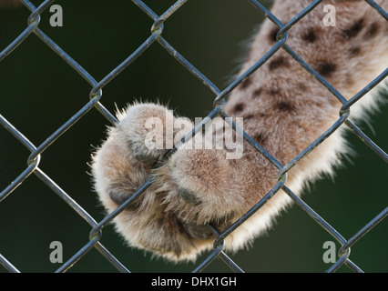 Photo montrant l'état captif de ce Lynx. Banque D'Images