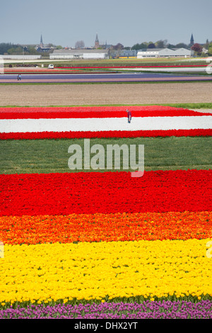 Pays-bas, lisse, champs de tulipes. Portrait de jardins de Keukenhof. Riziculteur au travail Banque D'Images