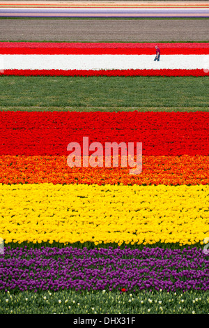 Pays-bas, lisse, champs de tulipes. Portrait de jardins de Keukenhof. Riziculteur au travail Banque D'Images