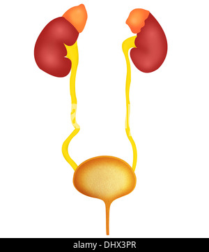 Système urinaire, dessin Banque D'Images