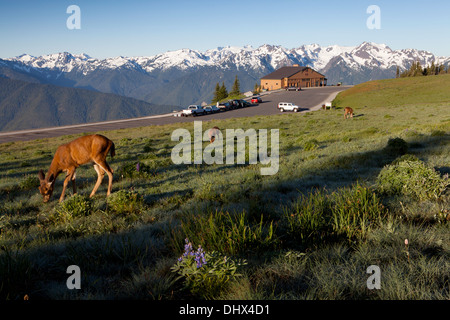 Les cerfs broutent dans les prés à l'Hurricane Ridge dans le Parc National Olympique avec la gamme Bailey dans l'arrière-plan, Olympic National Banque D'Images