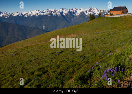 Hurricane Ridge et la gamme Bailey, Olympic National Park, Washington. Banque D'Images