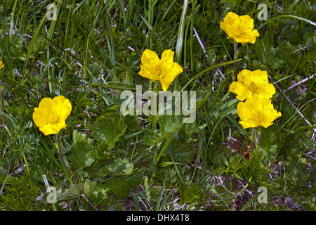 Geum montanum, benoîte de l'Alpine Banque D'Images