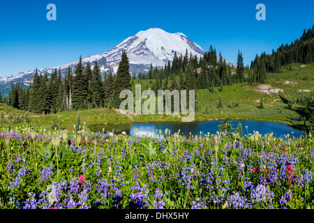 Le mont Rainier au-dessus des fleurs des champs et d'un tarn le long de la crête de Naches sentier Mount Rainier National Park, Washington Banque D'Images