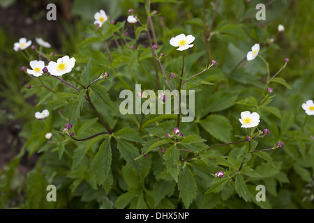 L'eau de bassin Crowfoot, Ranunculus platanifolius Banque D'Images