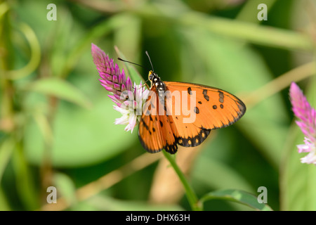 Belle Tawny Coster Acraea (papillon violae) au jardin fleuri Banque D'Images