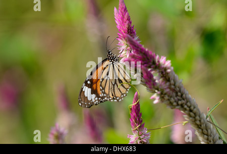 Commune magnifique papillon Danaus genutia (Tigre) au jardin fleuri Banque D'Images